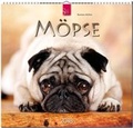 Cover: M&Ouml;PSE - St&uuml;rtz