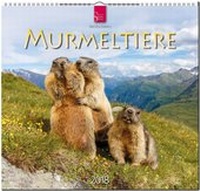 Enlarge image Cover: MURMELTIERE - Stürtz