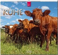 Abbildung von: KÜHE - Stürtz