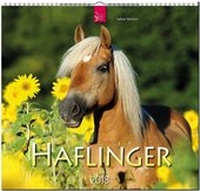 Abbildung von: HAFLINGER - Stürtz