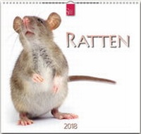 Enlarge image Cover: RATTEN - Stürtz
