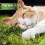 Bild: Katzen 30x30 2018 - Ackermann Kunstverlag