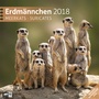 Bild: Erdmännchen 30x30 2018 - Ackermann Kunstverlag