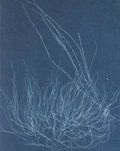 Cover: New Realities - Photography in the 19th Century - NAI Publishers