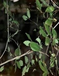Cover: Sasquatch Living in My Woods ! A True Story ! - Lulu.com