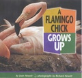 Cover: A Flamingo Chick Grows Up - Lerner Publishing Group