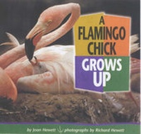 Enlarge image Cover: A Flamingo Chick Grows Up - Lerner Publishing Group