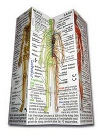 Enlarge image Cover: Le Corps Humain - ZooBooKoo International Ltd