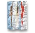 Cover: Human Body Cube Book (USA) - ZooBooKoo International Ltd