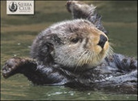Enlarge image Cover: Otters Boxed Notecards - Pomegranate Communications Inc,US