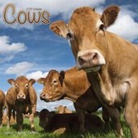 Abbildung von: Cows Calendar 2018 - Avonside Publishing Ltd