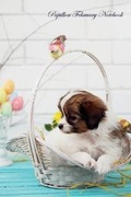 Cover: Papillon February Notebook Papillon Record, Log, Diary, Special Memories, To Do List, Academic Notepad, Scrapbook & More - Global Pet Care International