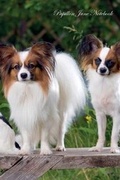 Cover: Papillon June Notebook Papillon Record, Log, Diary, Special Memories, To Do List, Academic Notepad, Scrapbook & More - Global Pet Care International