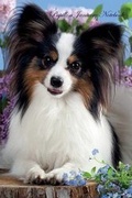 Cover: Papillon January Notebook Papillon Record, Log, Diary, Special Memories, To Do List, Academic Notepad, Scrapbook & More - Global Pet Care International