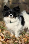 Cover: Papillon August Notebook Papillon Record, Log, Diary, Special Memories, To Do List, Academic Notepad, Scrapbook & More - Global Pet Care International