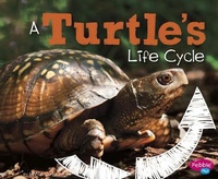 Enlarge image Cover: A Turtle's Life Cycle - Capstone Press, Incorporated
