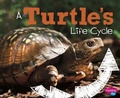 Cover: A Turtles Life Cycle (Explore Life Cycles) - Capstone Press