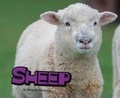 Cover: Sheep - Raintree