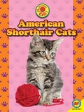 Cover: American Shorthair Cats - Av2