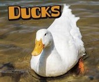 Enlarge image Cover: Ducks - Raintree