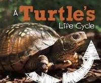 Enlarge image Cover: A Turtle's Life Cycle - Raintree