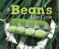 Enlarge image Cover: A Bean's Life Cycle - Raintree