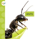 Cover: Ants - Spot