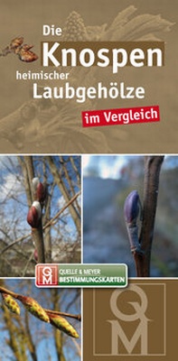 Abbildung von: Die Knospen heimischer Laubgehölze im Vergleich - Quelle & Meyer