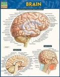 Cover: Brain - Barcharts, Inc