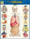 Cover: Anatomy of the Organs - Quickstudy Reference Guides