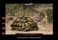 Cover: Schildkr&ouml;ten-Jahreskalender 2018 - Kleintierverlag