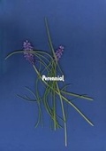 Cover: Perennial - Jessie Churchill