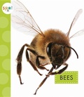 Cover: Bees - Amicus Ink