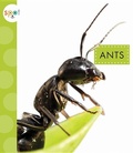 Cover: Ants - Amicus Ink