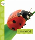 Cover: Ladybugs - Amicus Ink