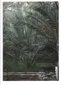 Cover: The Secret Life of Date Palms - Archizoom
