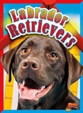 Cover: Labrador Retrievers - Bolt