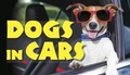 Cover: Dogs in Cars - Amber Books
