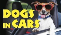 Enlarge image Cover: Dogs in Cars - Amber Books