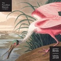 Cover: Fitzwilliam Museum - Audubon Birds Wall Calendar 2018 (Art Calendar) - Flame Tree Publishing
