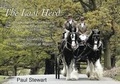 Cover: The Last Herd - Photography into ART