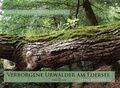 Cover: Verborgene Urw&auml;lder am Edersee - Ambaum Verlag