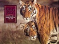 Cover: Tiger's Tale - Fountain Press Ltd