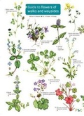 Cover: Guide to flowers of walks and waysides 2017 - Field Studies Council
