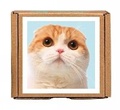 Cover: Waffles the Cat GreenGift-Notes - teNeues Publishing Company