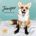 Cover: 2019 Wall Calendar: Juniper: The Happiest Fox - Chronicle Books