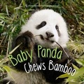 Cover: Baby Panda Chews Bamboo - Sterling Juvenile
