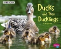 Cover: Ducks and Their Ducklings: A 4D Book - Capstone Press