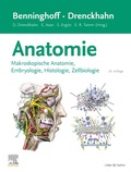 Bild: Benninghoff/Drenckhahn, Anatomie - Urban & Fischer