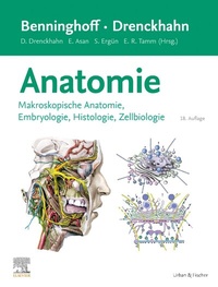 Abbildung von: Benninghoff/Drenckhahn, Anatomie - Urban & Fischer